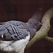 20110416 0841RAw [D~LIP] Weißbauchlärmvogel