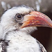 20110416 0840RAw [D~LIP] Rotschnabeltoko (Tockus erythrorhynchus), Vogelpark Detmold-Heiligenkirchen