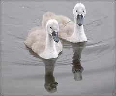 Two cygnets