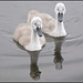 Two cygnets