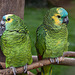20110416 0882RAw [D~LIP] Blaustirnamazone (Amazona aestiva), Vogelpark Detmold-Heiligenkirchen