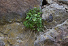 20110515 2384RAw [D~LIP] Pflanze, Stadtmauer, Bad Salzuflen