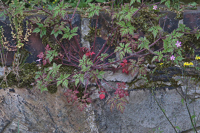 20110515 2380RAw [D~LIP] Storchsschnabel (Geranium robertianum) [Ruprechtskraut] [Stinkender Storchschnabel], Stadtmauer, Bad Salzuflen