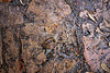 20110531 4708RWw [F] Garten-Bändeschnecke (Cepaea hortensis), [Ganges]