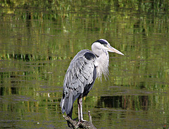Heron there