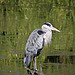 Heron there
