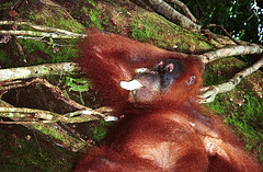 Sumatra: Wild orangutan...laid back
