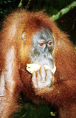 Sumatra: Wild orangutan pin-up girl (au milieu naturel)