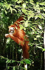 Wild orangutan approaching
