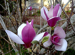 Magnolia L.