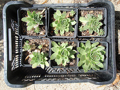succulentes P6262229