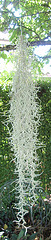 tillandsia usnéoides P6262215-2
