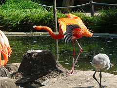 Flamingo mit Ei und Jungem
