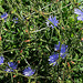 Cichorium intibus -semis de fleurs