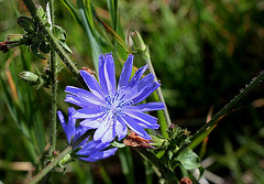 Cichorium intibus - fleur