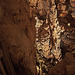 20110531 4684RWw [F] Grotte des Demoiselles [Ganges]