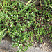 Pourpier - portulaca oleracea