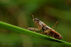 Nabis rugosus (Common Damsel Bug)