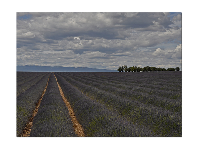 Lavender. Lavender.