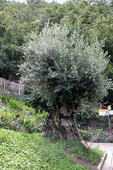 Olivenbaum ca. 700 Jahre alt