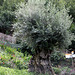Olivenbaum ca. 700 Jahre alt