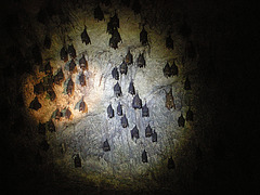 the bat cave