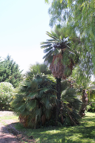 Groupe de Chamaerops humilis erecta -rigida