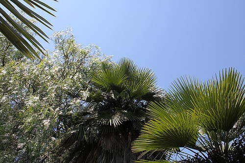 Chamaerops humilis rigida-erecta