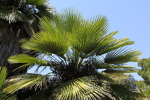 Chamaerops humilis rigida -erecta