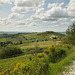 Greve in Chianti Florence Tuscany - 052814-011