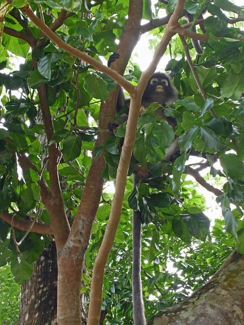 Dusky Leaf Monkey
