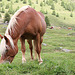 Haflinger - Pferd der Bergbauern
