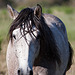 20110606 5141RAw [F] Camargue-Pferd, Tour Carbonnière, Camargue