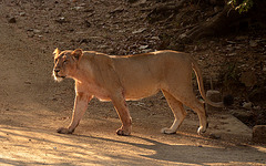 Wild Asiatic lion. India
