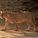 Wild Asiatic lion. India