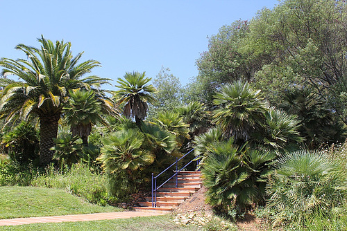 Groupe de Chamaerops humilis ssp erecta-rigida