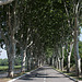 20110606 5136RAw [F] Platanenallee [Pont du Gard]