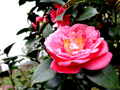 Camellia L.