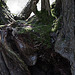 20110424 1266RTw [D-PB] Baum(nest), Moos, Delbrück
