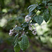 20110424 1254RTw [D-PB] Baum-Blüten