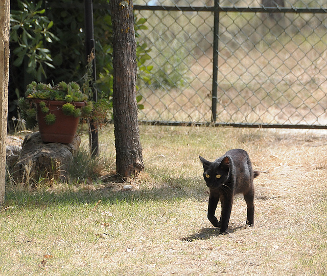 ipernity: Unsere Katze - by Anke Unsere Katze