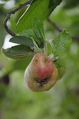 Unser Apfel