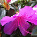 Rhododendron L.