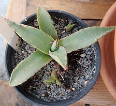 agave parryi P6052032-2