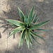 yucca variegata P6052028