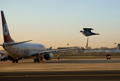 dove_airlines