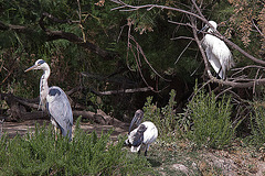 20110530 4655RTw [F] Graureiher (Ardea cinerea), Heiliger Ibis (Syrmaticus aethiopicus), Seidenreiher (Egretta garzetta), Parc Ornithologique, [Camargue]