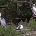 20110530 4655RTw [F] Graureiher (Ardea cinerea), Heiliger Ibis (Syrmaticus aethiopicus), Seidenreiher (Egretta garzetta), Parc Ornithologique, [Camargue]