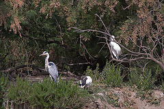 20110530 4654RTw [F] Graureiher (Ardea cinerea), Heiliger Ibis (Syrmaticus aethiopicus), Seidenreiher (Egretta garzetta), Parc Ornithologique, [Camargue]