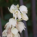 20110606 5103RAw [F] Yucca-Palme [Beaucaire]